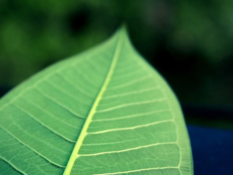 手持葉面積儀可直接測(cè)量葉片長(zhǎng)度、寬度和面積