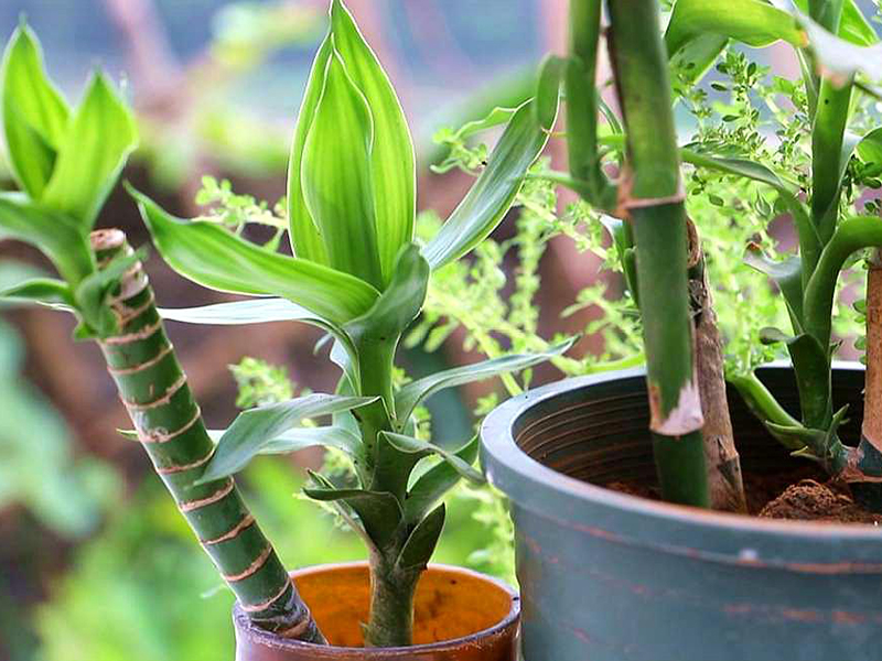 土壤氮、磷、鉀檢測(cè)器