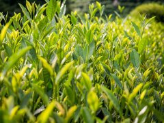 茶葉重金屬銅檢測儀助力茶葉優(yōu)質生產