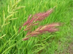 糧食安全檢測(cè)儀器，糧食重金屬檢測(cè)儀