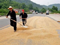 小麥什么時間儲存*合適？糧食水分測量儀來解答
