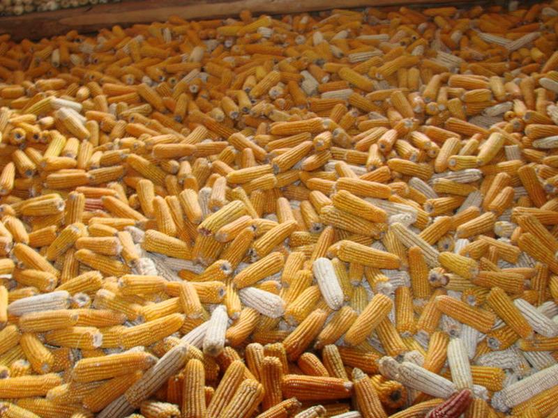 糧食的水分含量，對(duì)存儲(chǔ)糧食有什么影響