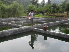 水中硫化氫檢測儀，可以為水產(chǎn)養(yǎng)殖做什么？