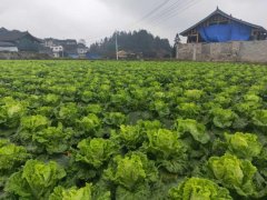 便攜式植物營(yíng)養(yǎng)測(cè)定儀，對(duì)農(nóng)業(yè)種植有什么幫助？
