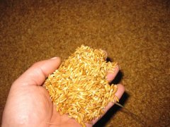 糧食中的真菌毒素怎么檢測(cè)？